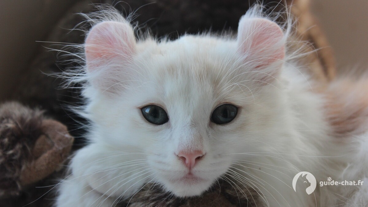 Photo chat American Curl