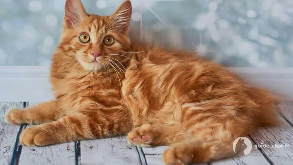 Photo American Bobtail