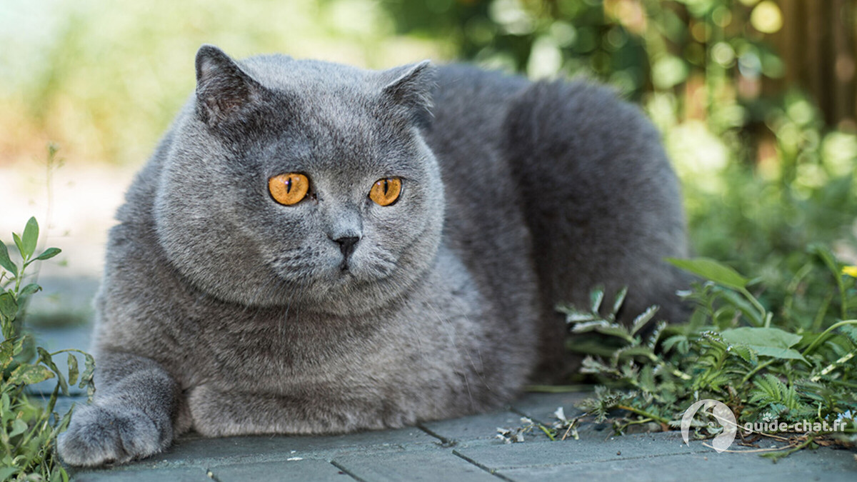 Chat race british shorthair