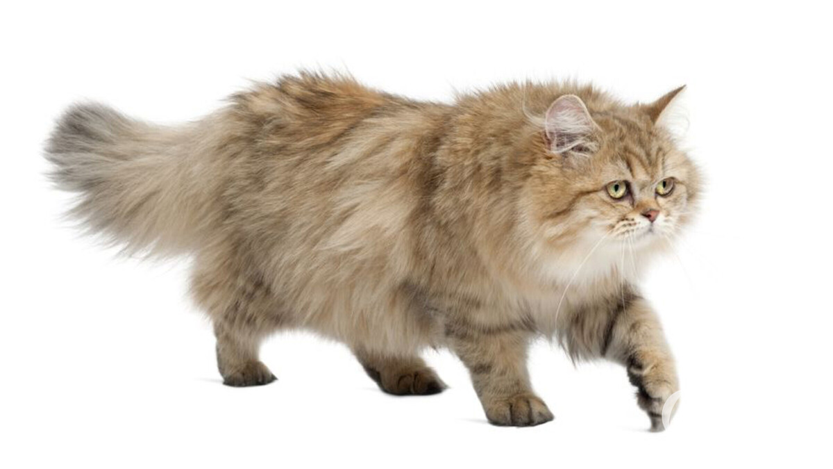 Chat race British longhair