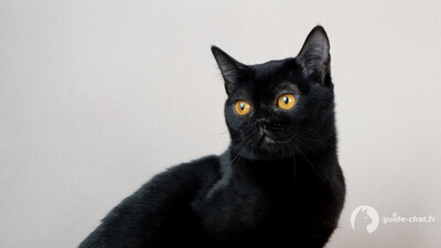 Chat Burmese Américain