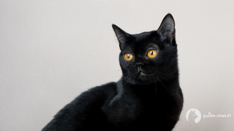 Chat Burmese Américain