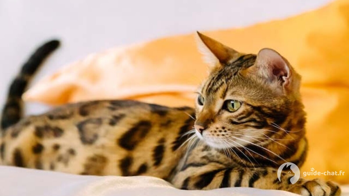 chat Bengal