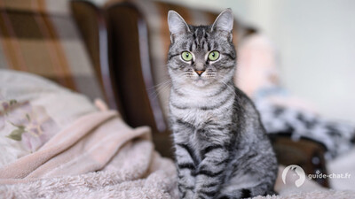Chat American Shorthair