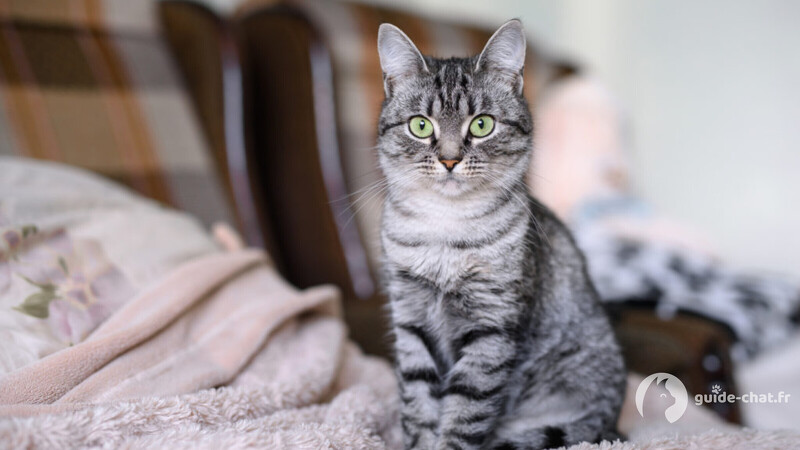 Chat American Shorthair