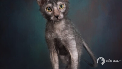 chat lykoi