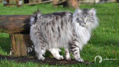 Kurilian bobtail