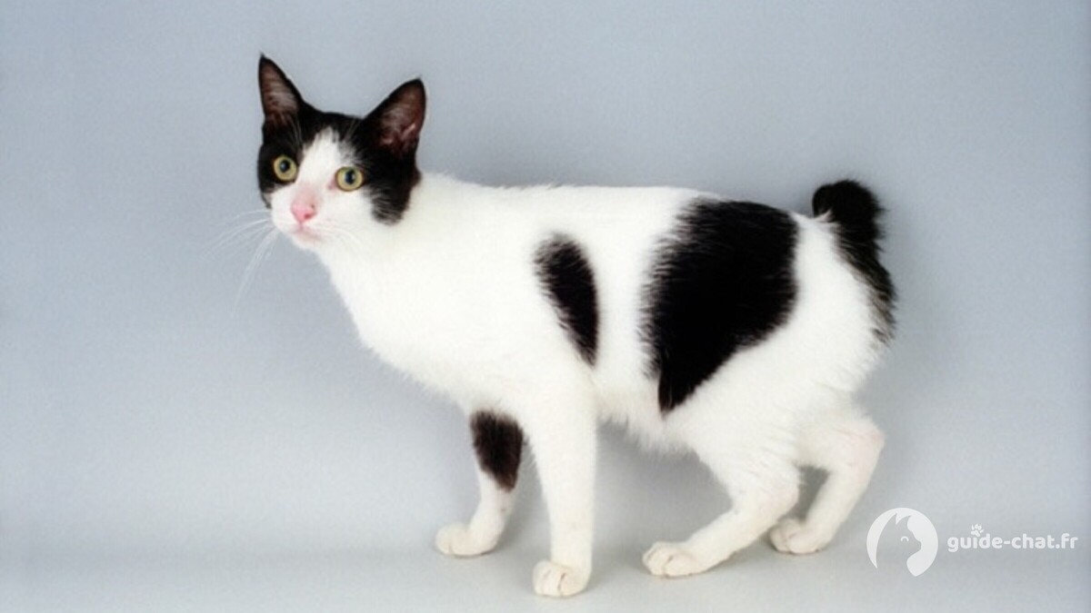 chat japanese bobtail
