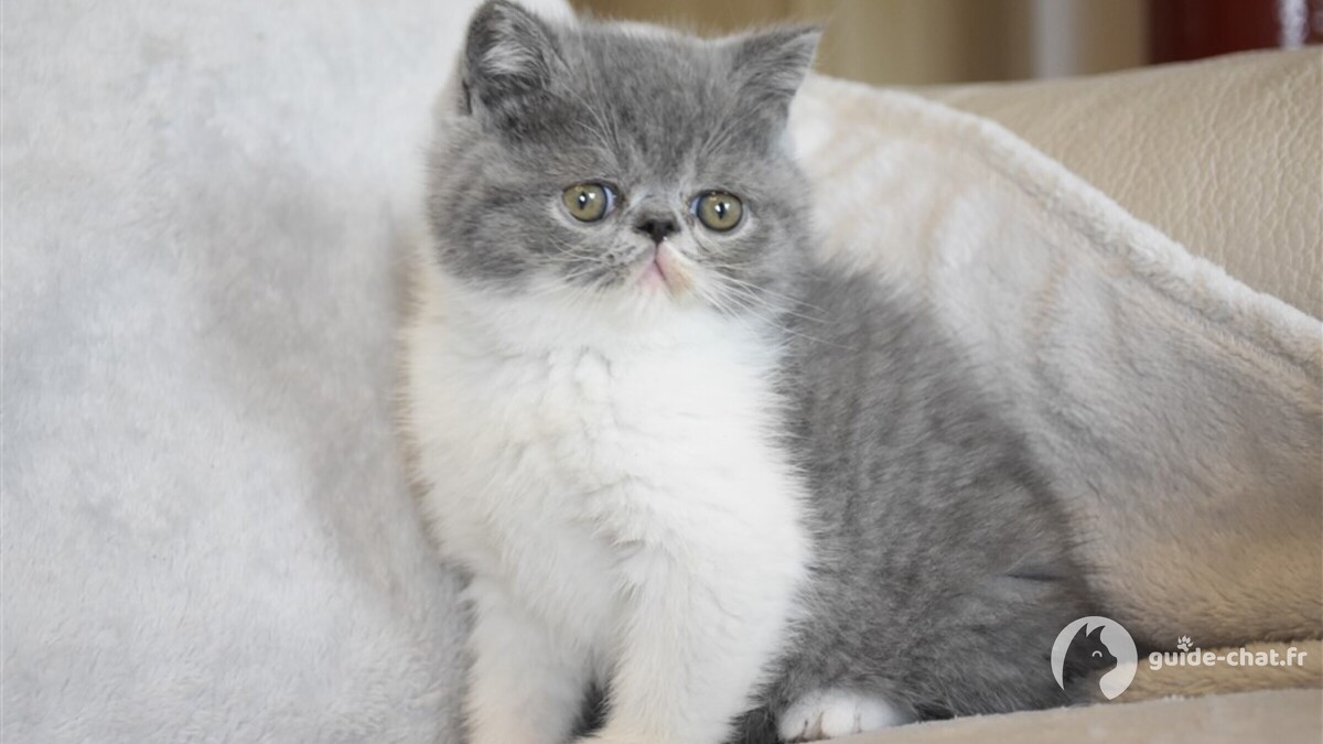 chat exotic shorthair