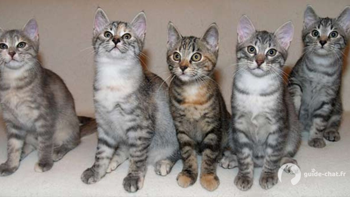 European Shorthair chat gris