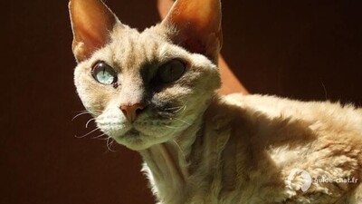 chat Devon Rex