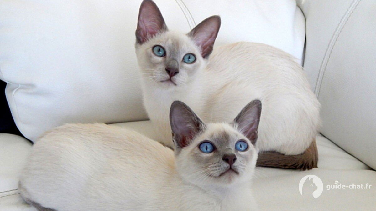 chat tonkinois