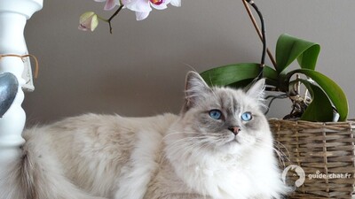 chat Ragdoll