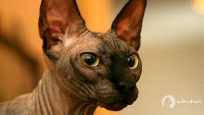 Chat Sphynx