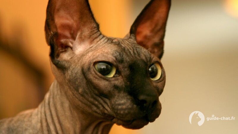 Chat Sphynx