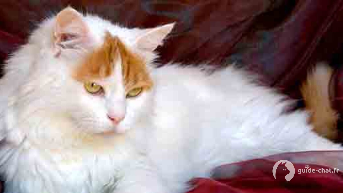 chat turc du lac de van