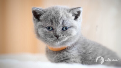 chat celeste shorthair