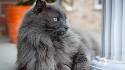 chat Nebelung