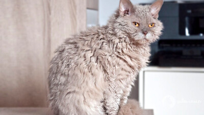 chat selkirk rex