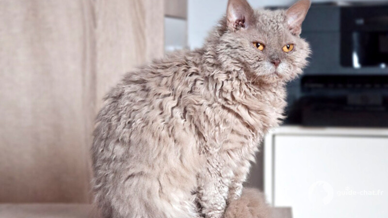 chat selkirk rex