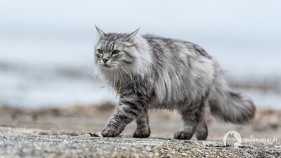 chat siberien