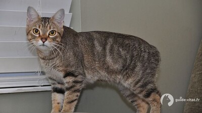 Chat manx