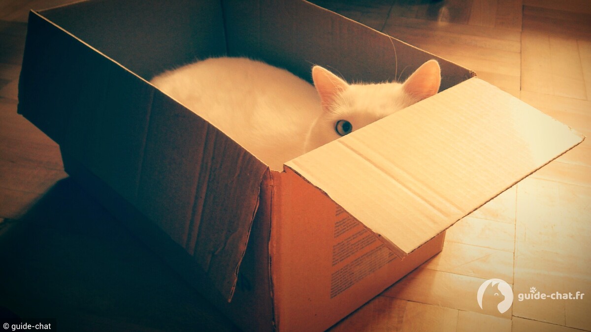 guide litière chat