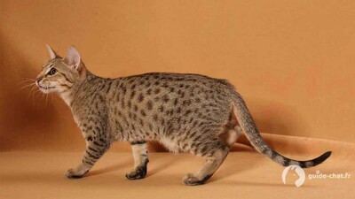 chat Ocicat