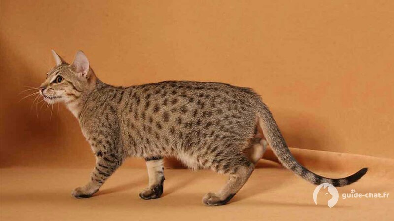 chat Ocicat