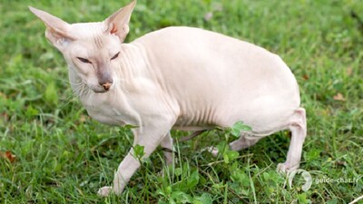 chat peterbald