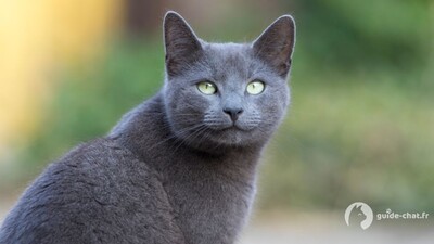 chat bleu russe