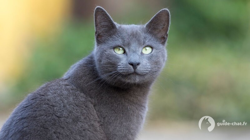 chat bleu russe