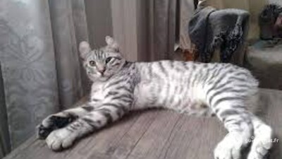 chat Highland Lynx