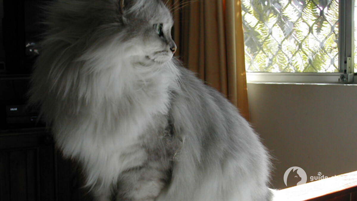 chat asian longhair tiffany