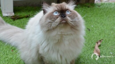 chat Himalayen