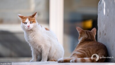 chat race vs gouttière