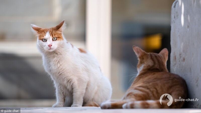 chat race vs gouttière